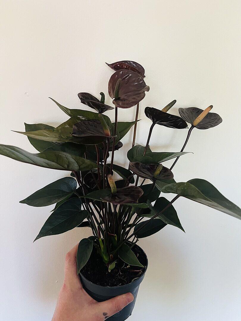 Anthurium andraeanum x 'Black Love' | Plants | GrowTropicals.com