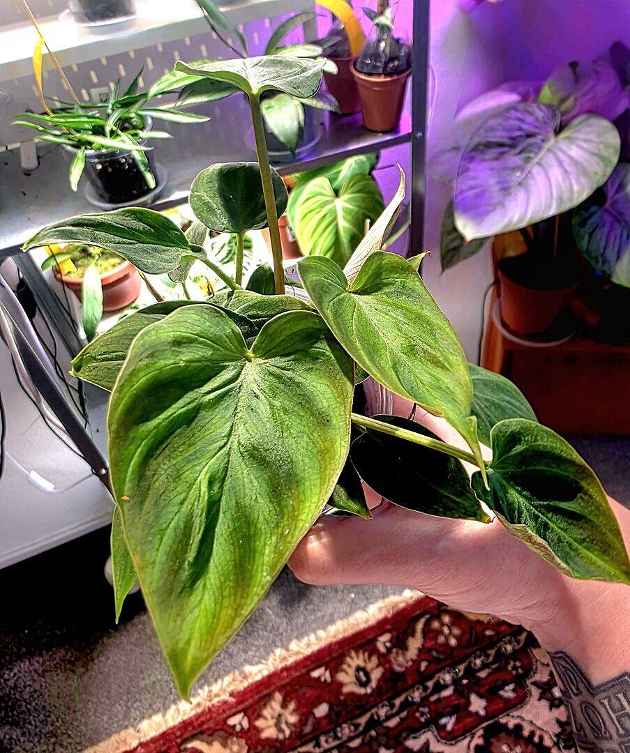 Philodendron レイラミヤノ Philodendron lynamii / devansayeanum | Plants | GrowTropicals.com