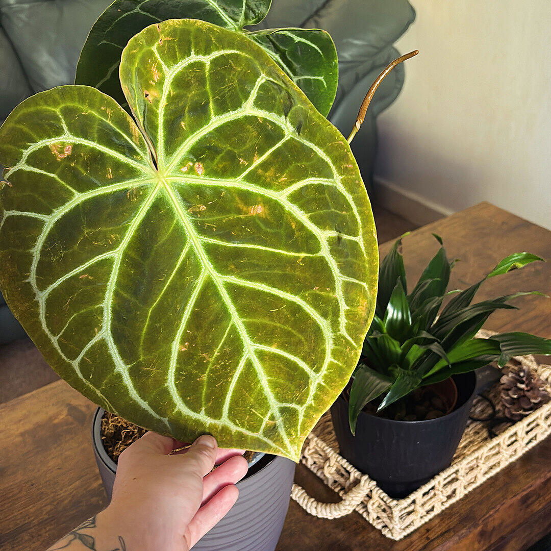 Anthurium crystallinum | Plants | GrowTropicals.com