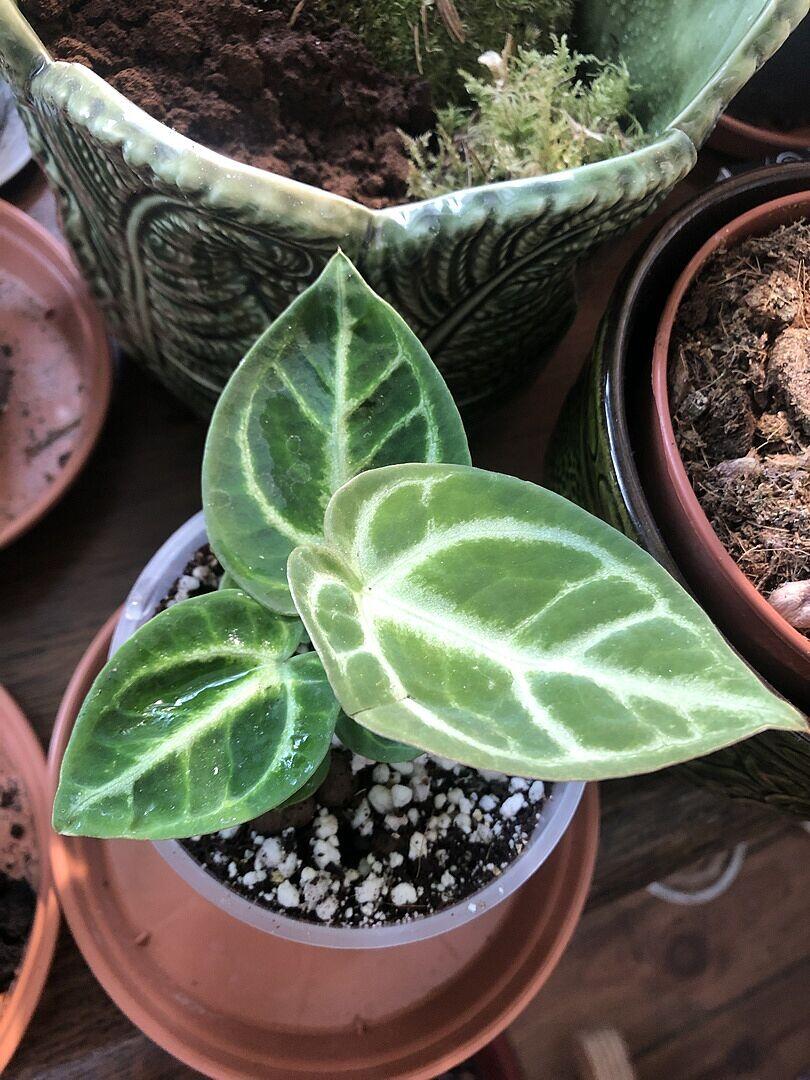 Anthurium 'Dorayaki' | Plants | GrowTropicals.com