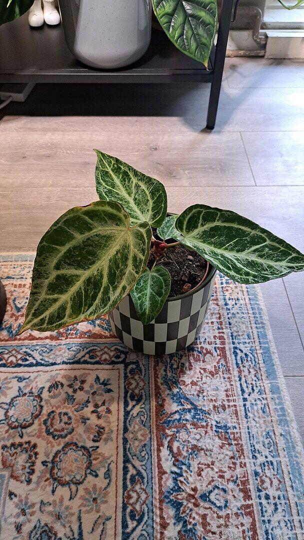 Anthurium 'Silver Blush' Mint | Plants | GrowTropicals.com