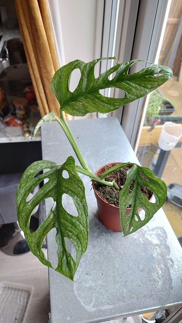 Monstera Adansonii 'European Mint' | Plants | GrowTropicals.com
