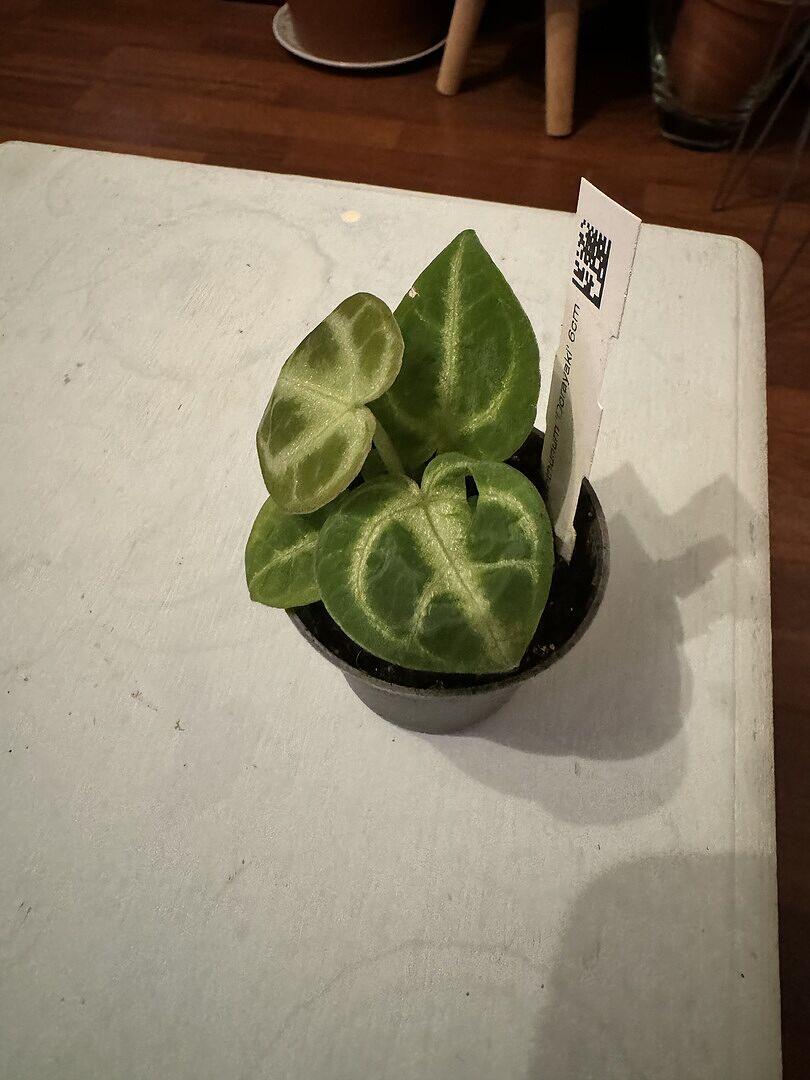 Anthurium 'Dorayaki' | Plants | GrowTropicals.com