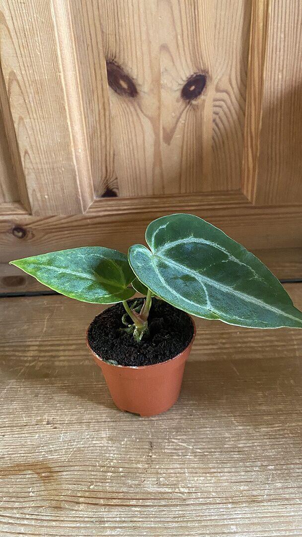 Anthurium crystallinum | Plants | GrowTropicals.com