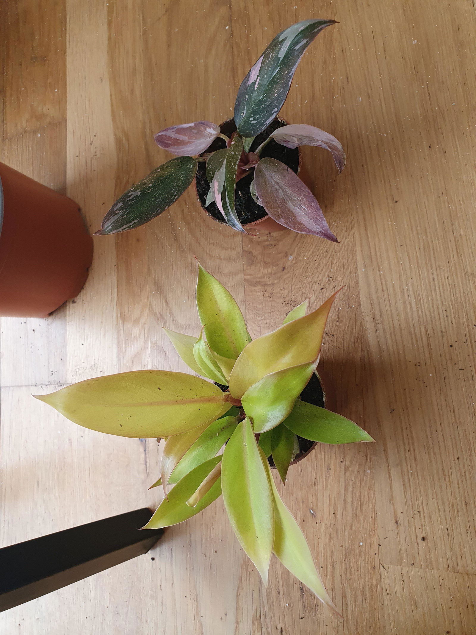 Philodendron Pink Princess | Plants | GrowTropicals.com