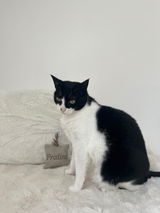 Joujou pour chat - Lainage