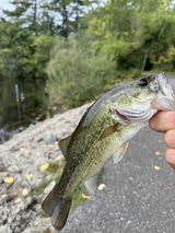 4" Split Tail Shad - 7 Pack - 8 Colors To Choose From
