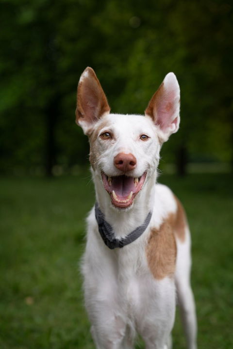 Happy Abby Grey