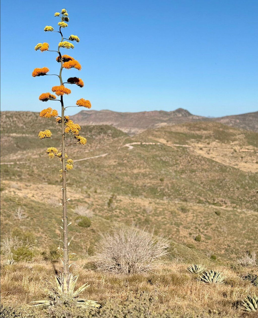 Raw Arizona Wildflower Honey – 100% Organic & Unfiltered