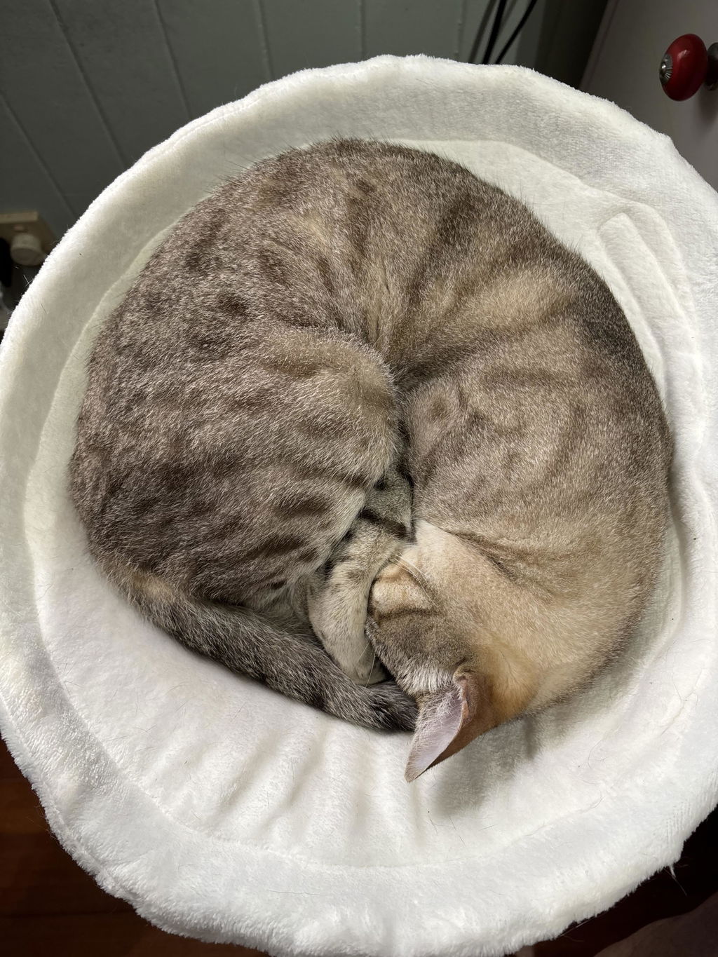 FloofPerch