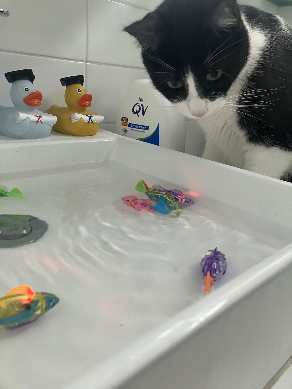 AquaBuddies