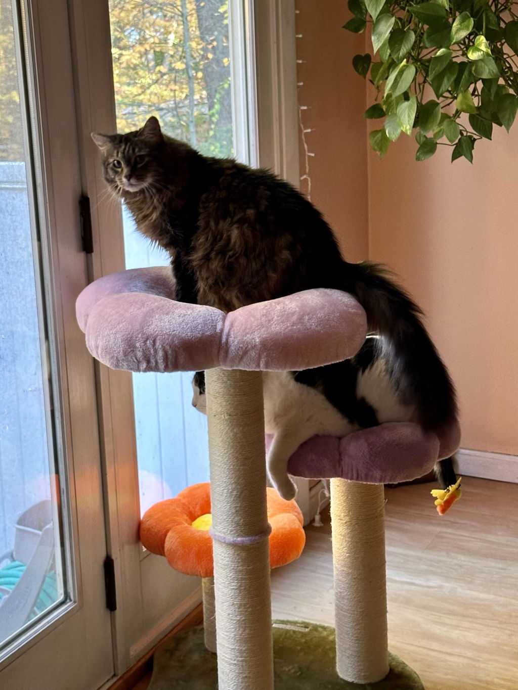 Three Flower Cat Tree