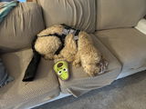K9 TailSaver® Set