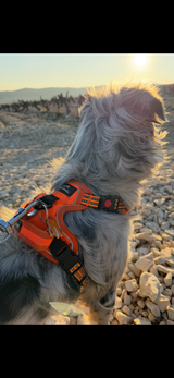 Harnais chien : confort, sécurité et contrôle pour toutes les promenades