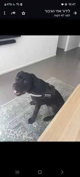 Personalized Reflective Dog Harness