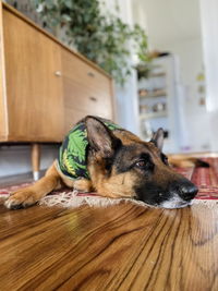 Daisies Bandana