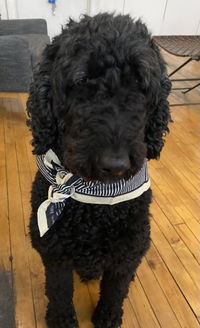 Eclipse Bandana