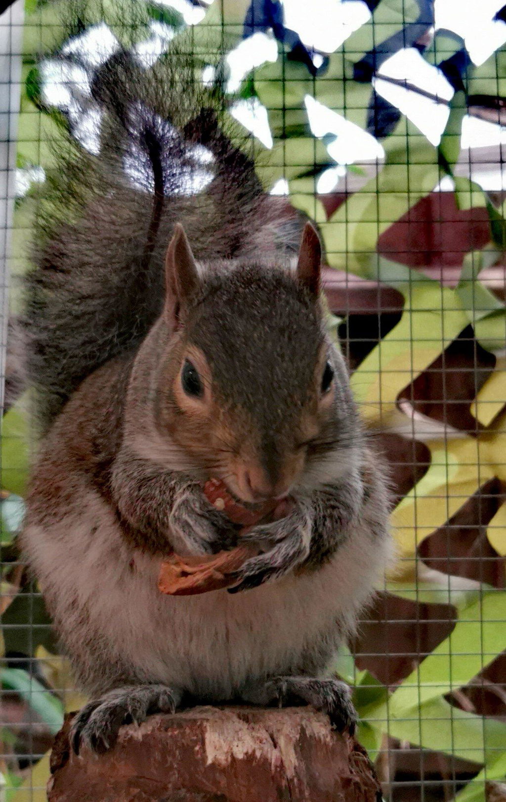 Healthy Blocks - Food for Squirrels, Flyers, Rats and Mice