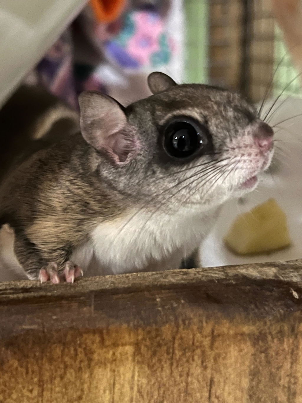 Healthy Blocks - Food for Squirrels, Flyers, Rats and Mice