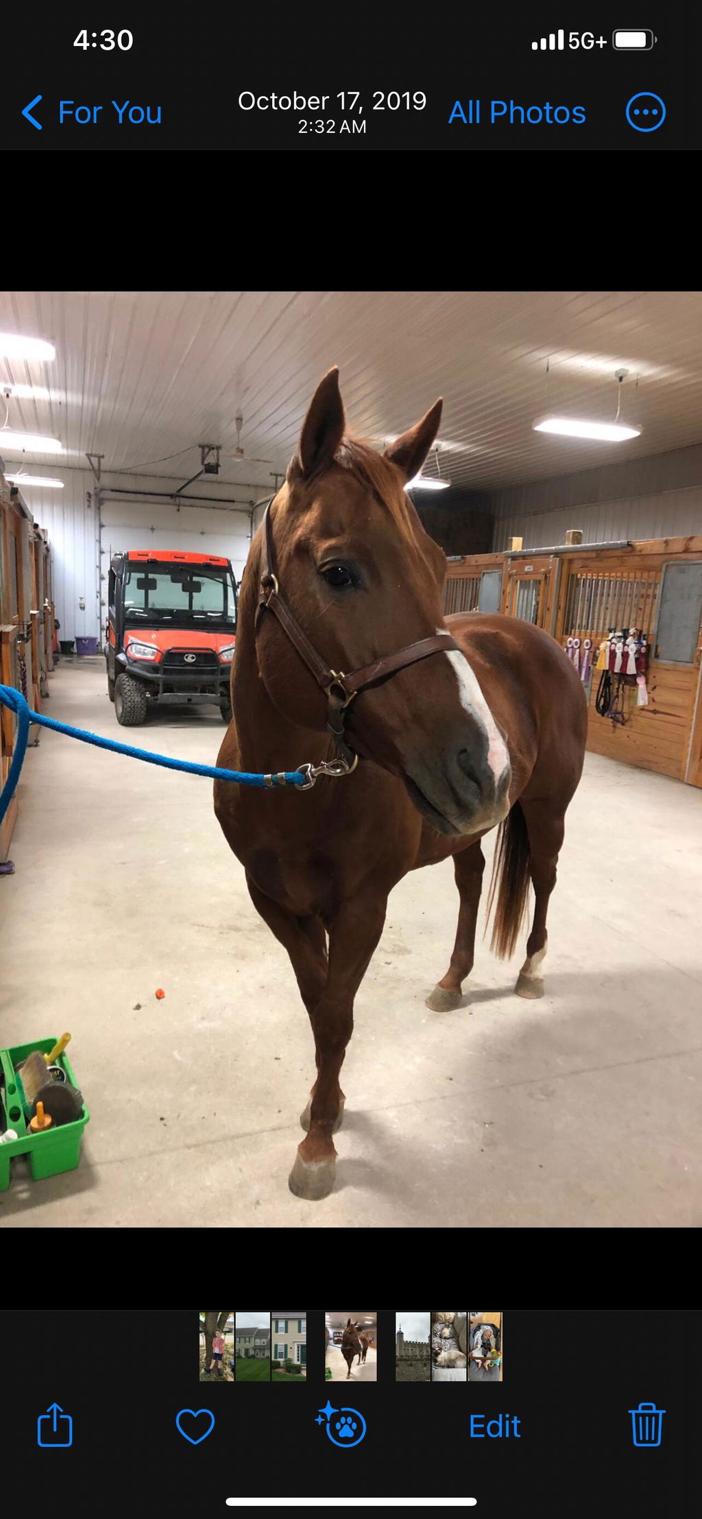 VetCur ViVet Horse