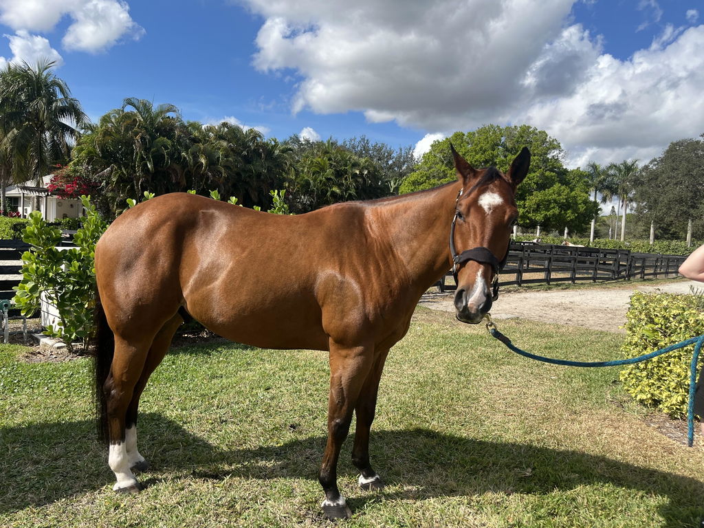 VetCur DiVet Horse