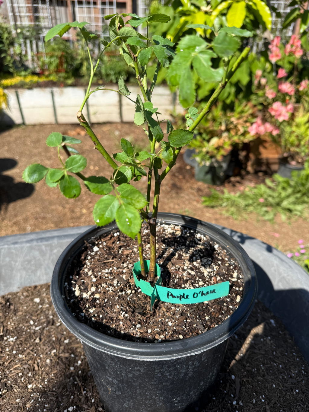 Purple O'hara Florist Shrub Rose (sku: 2508-583-NA-L) | Highgarden