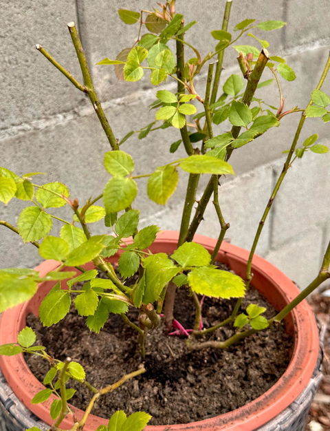 AUSbite English Garden Climbing Rose
