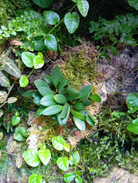 Hobby Jungle