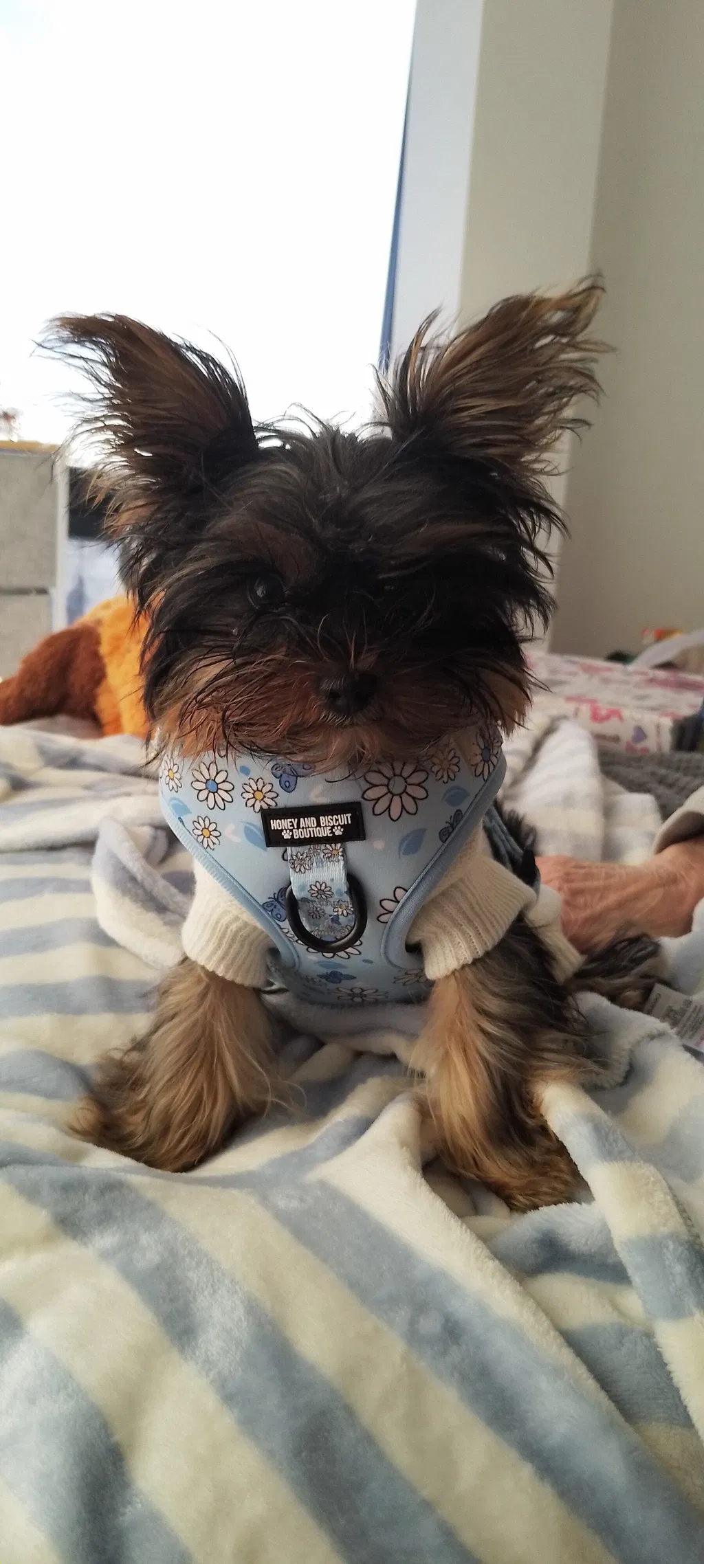Pups A Daisy Blue – Adjustable Floral Dog Harness for Small Dogs (No Pull)