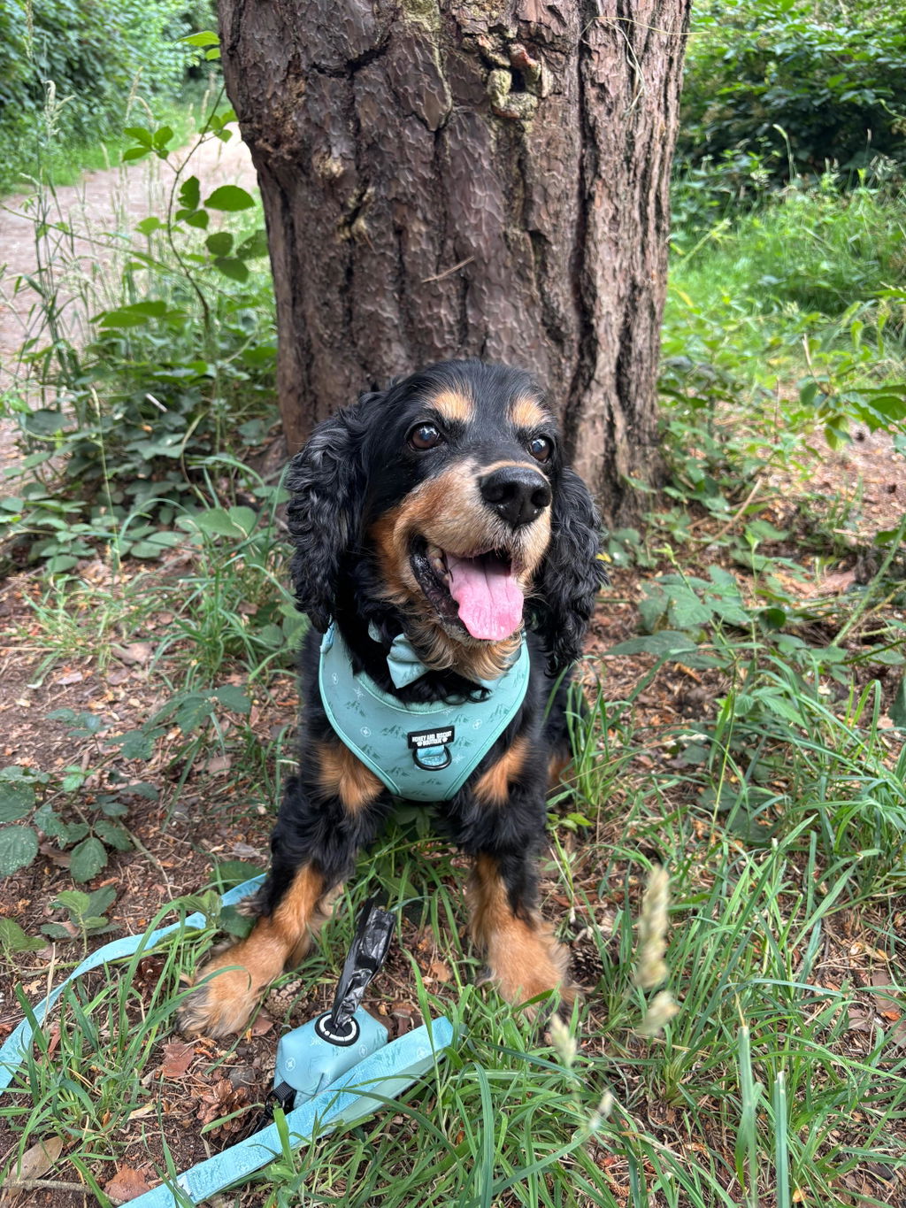 Free & Wild – Adjustable Floral Dog Harness for Small Dogs (No Pull)