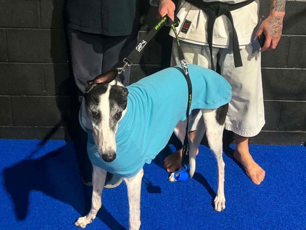 The Big Blue Greyhound Sleeveless Sweater