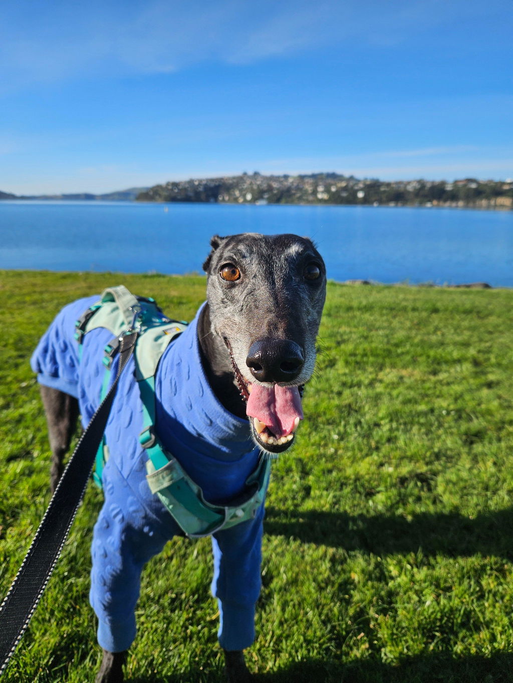 Pop Tart Greyhound Quilted Sweater