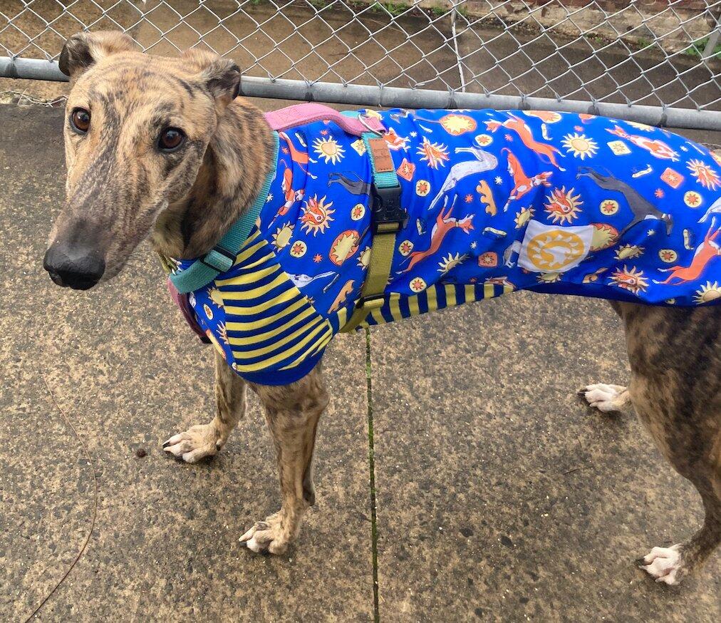 Galgos Del Sol Greyhound Sleeveless Hound-Tee
