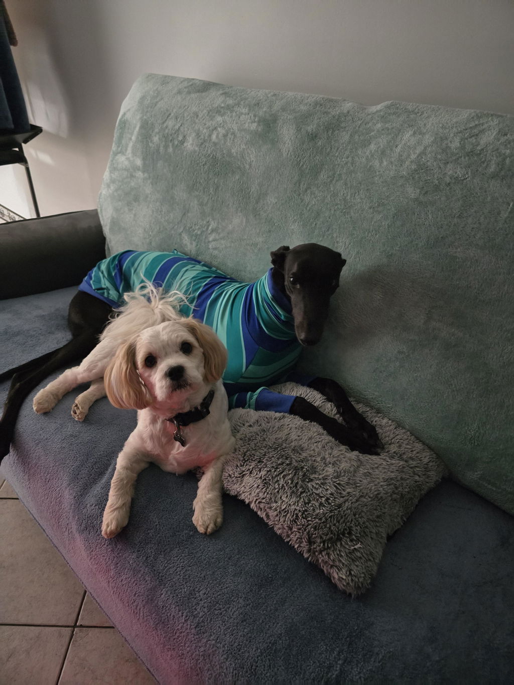 houndtees