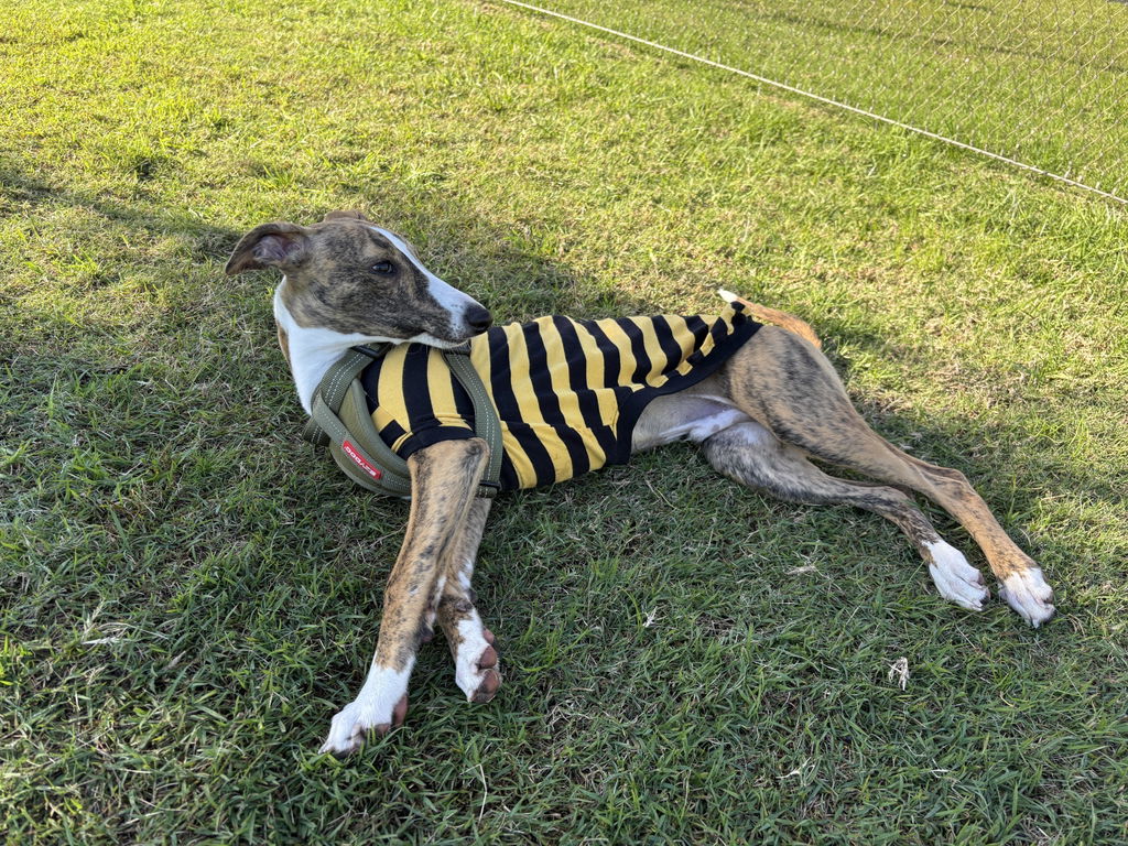 houndtees