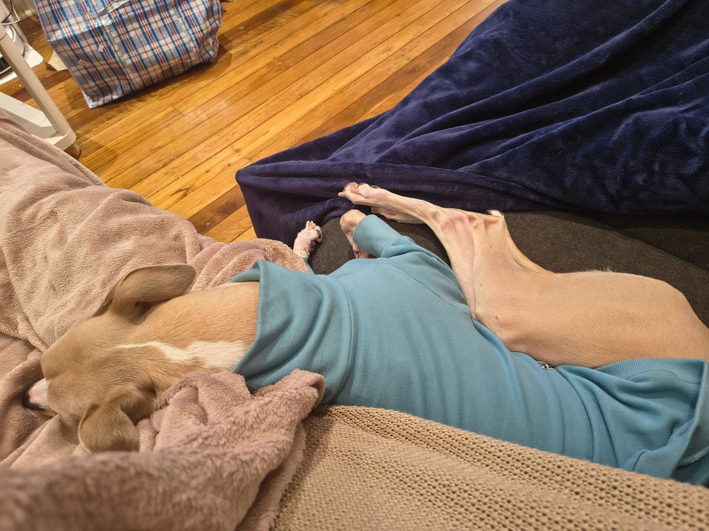 The Big Blue Whippet Sweater