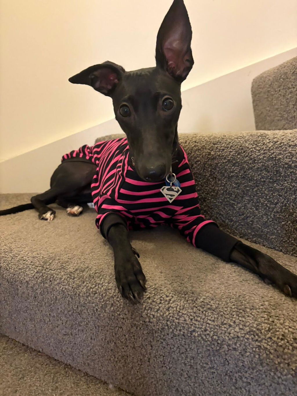 Sk8er Hound Whippet Long Sleeve Hound-Tee