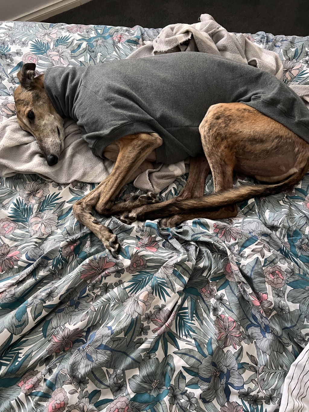 houndtees