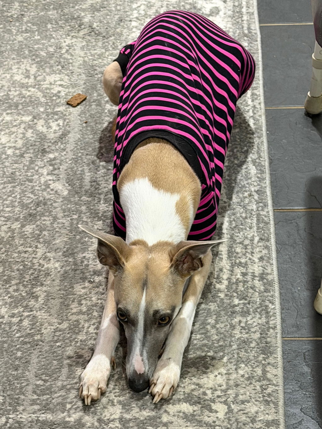 Sk8er Hound Whippet Sleeveless Hound-Tee