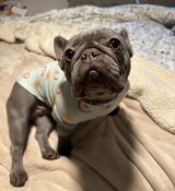 Playful Pup Comfort Tee