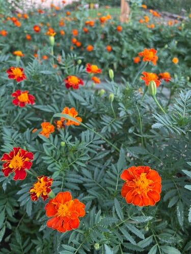 Sparky French Mix Marigold | Hudson Valley Seed Company