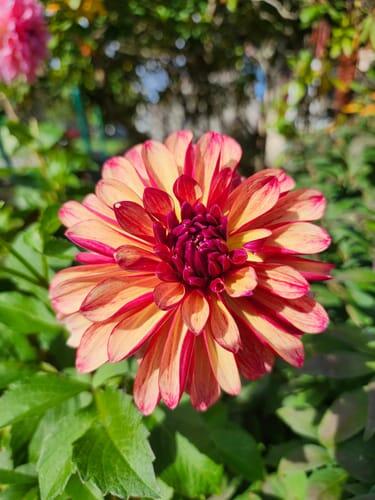 Gitts Crazy Dahlia Tuber | Hudson Valley Seed Company