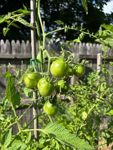Apricot Zebra Tomato | Hudson Valley Seed Company