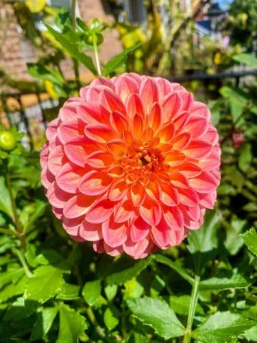 Snoho Doris Dahlia Tuber | Hudson Valley Seed Company
