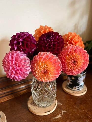 Snoho Doris Dahlia Tuber | Hudson Valley Seed Company