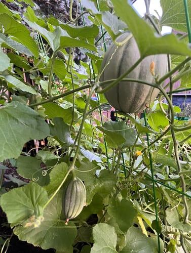 Jenny Lind Melon | Hudson Valley Seed Company