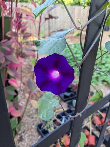 Kniola's Purple Morning Glory | Hudson Valley Seed Company