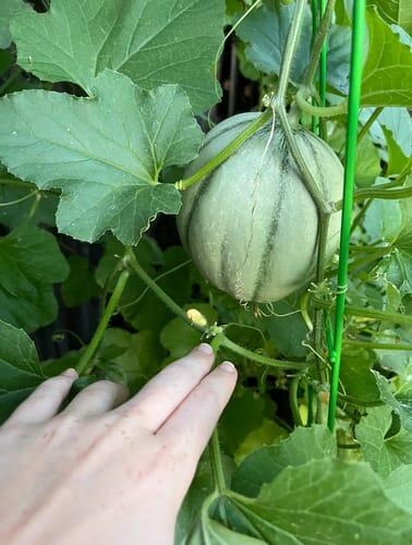 Jenny Lind Melon | Hudson Valley Seed Company