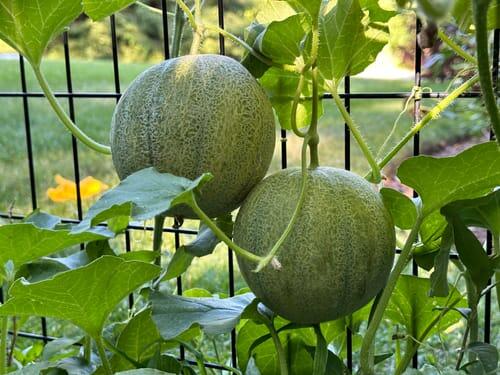 Minnesota Mini Melon | Hudson Valley Seed Company