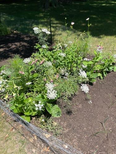 Midnight Garden Flower Mix | Hudson Valley Seed Company